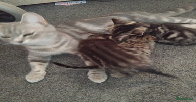 British Shorthair cats - Advert 16