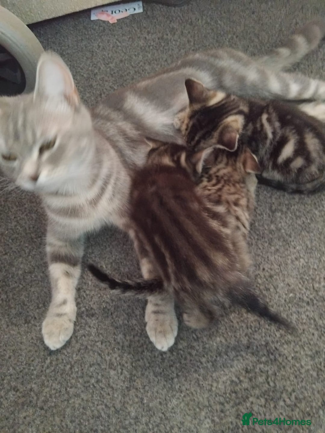 British Shorthair cats for sale: Blue British shorthair kitten - Image 3