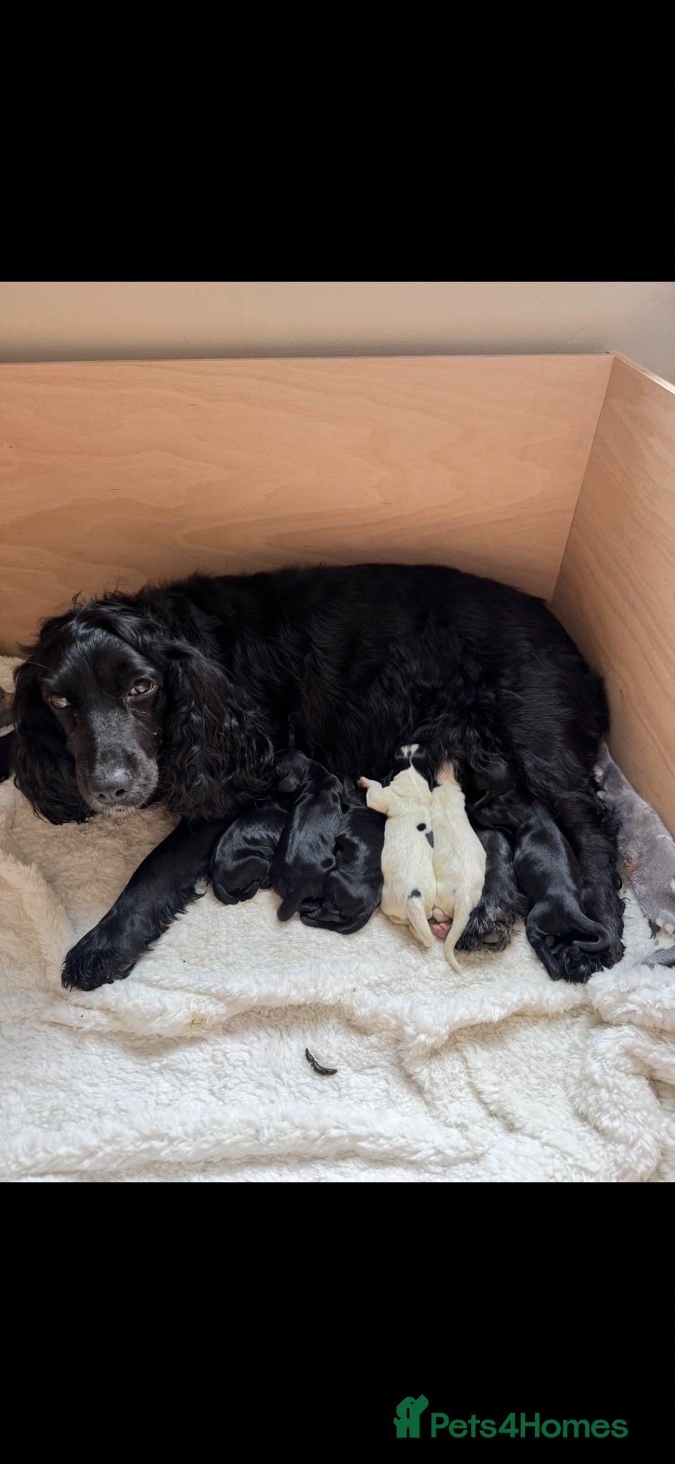 Sprocker dogs 7 beautiful Sprocker pups - Advert 1