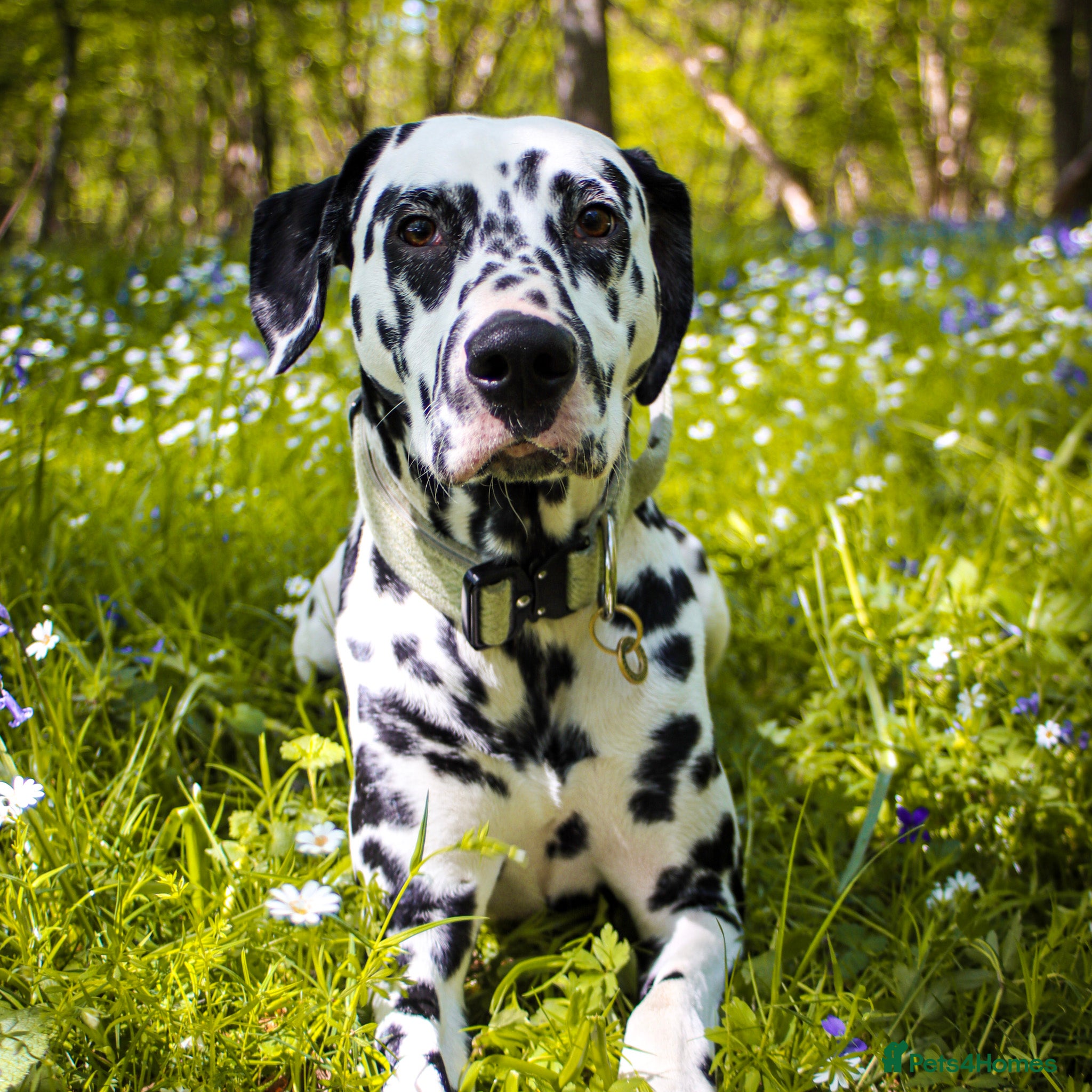 Dalmatian dogs KC Registered Dalmatain For Stud - Advert 3