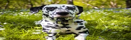 Dalmatian dogs for stud: KC Registered Dalmatain For Stud - Advert 1