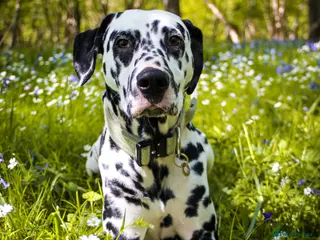 Dalmatian dogs KC Registered Dalmatain For Stud - Advert 1