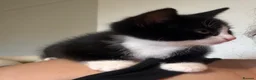 Mixed Breed cats for sale: Adorable kittens  - Advert 16