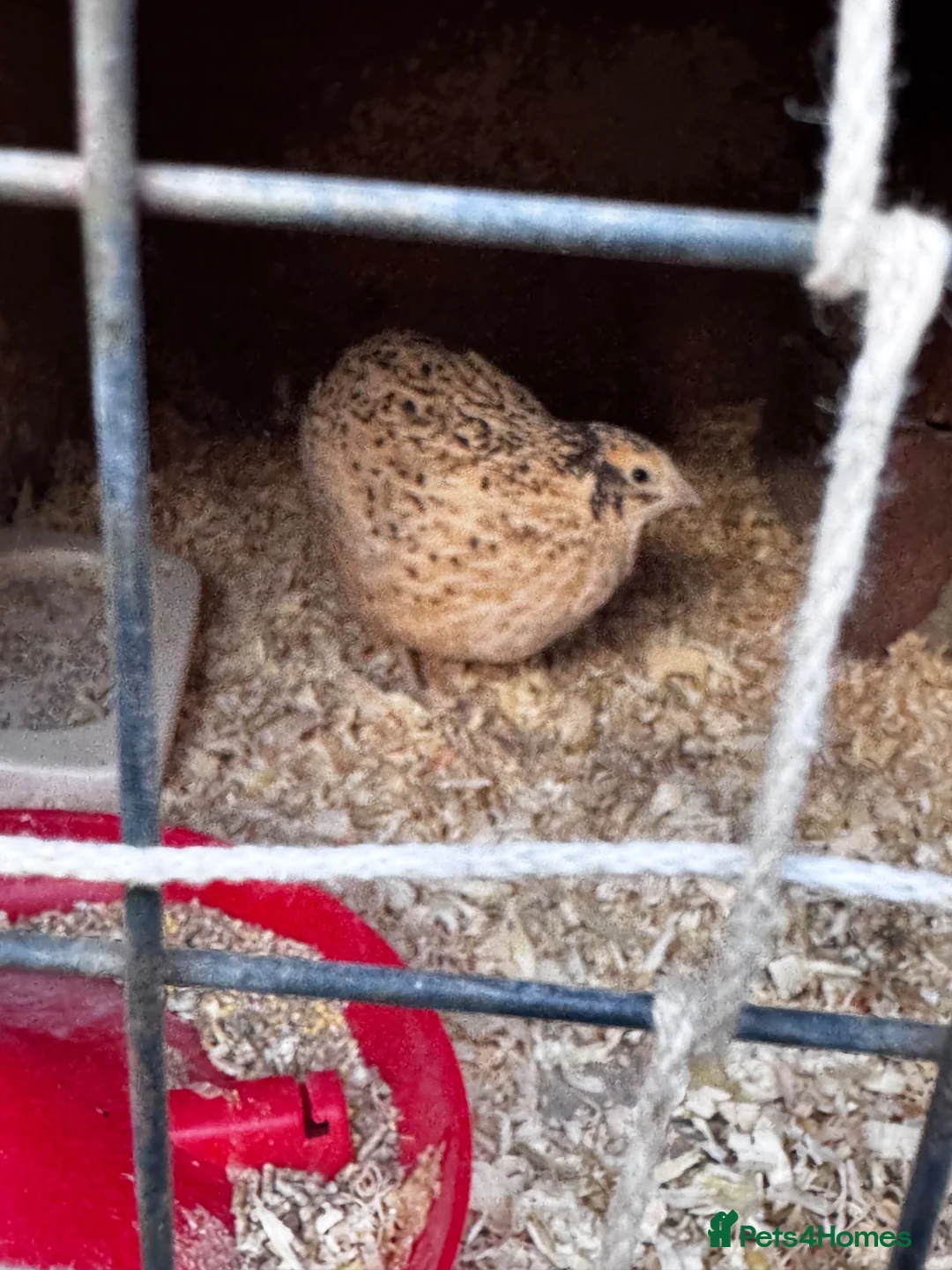 Quail poultry for sale: Female quail  in Ipswich - Advert 6