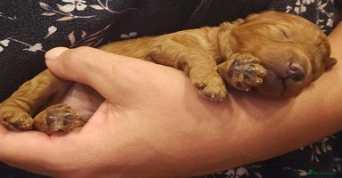 Toy Poodle dogs - Advert 12