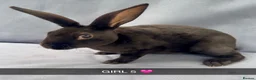 Rex rabbits for sale: Beautiful Pure Mini Rex Babies  - Advert 11