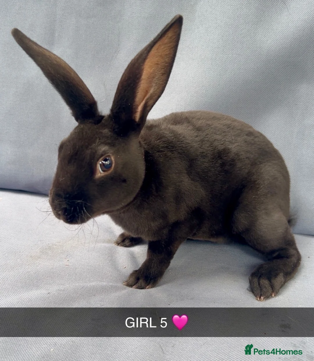 Rex rabbits for sale: Beautiful Pure Mini Rex Babies  - Advert 11