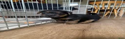 Mixed Breed dogs for sale: Norfolk Terrier Puppies in Fakenham - Advert 4