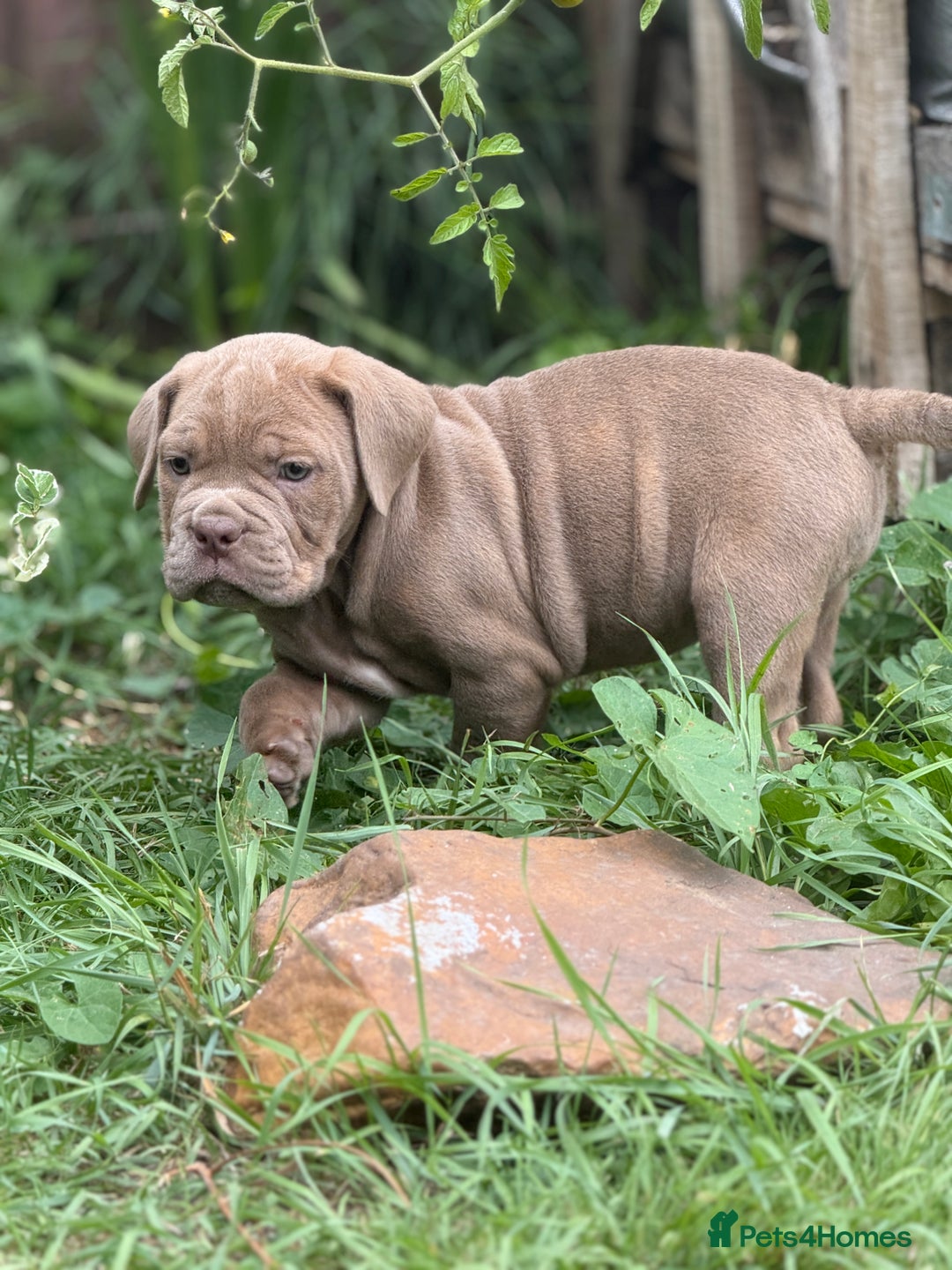Mixed Breed dogs for sale: Beautiful lilac cane Corso x bulldog pups  - Image 32