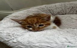 Mixed Breed cats for sale: Fluffy Mixed Breed Kittens For Sale  - Image 15
