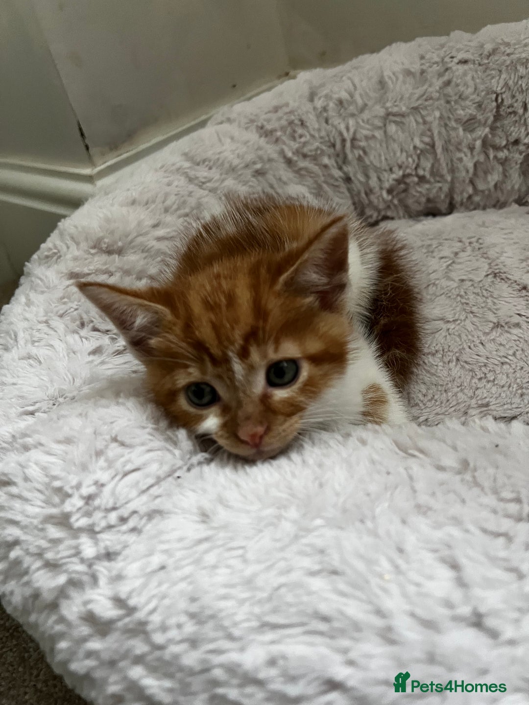 Mixed Breed cats for sale: Fluffy Mixed Breed Kittens For Sale  - Image 15