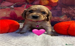Cocker Spaniel dogs for sale: Outstanding KC Show Cocker Spaniels - Image 14