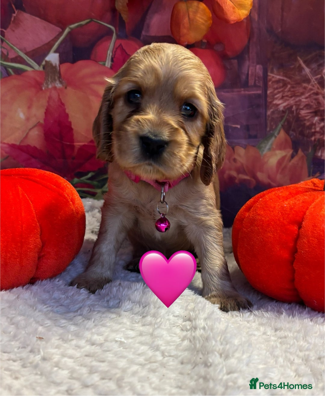 Cocker Spaniel dogs for sale: Outstanding KC Show Cocker Spaniels - Image 14