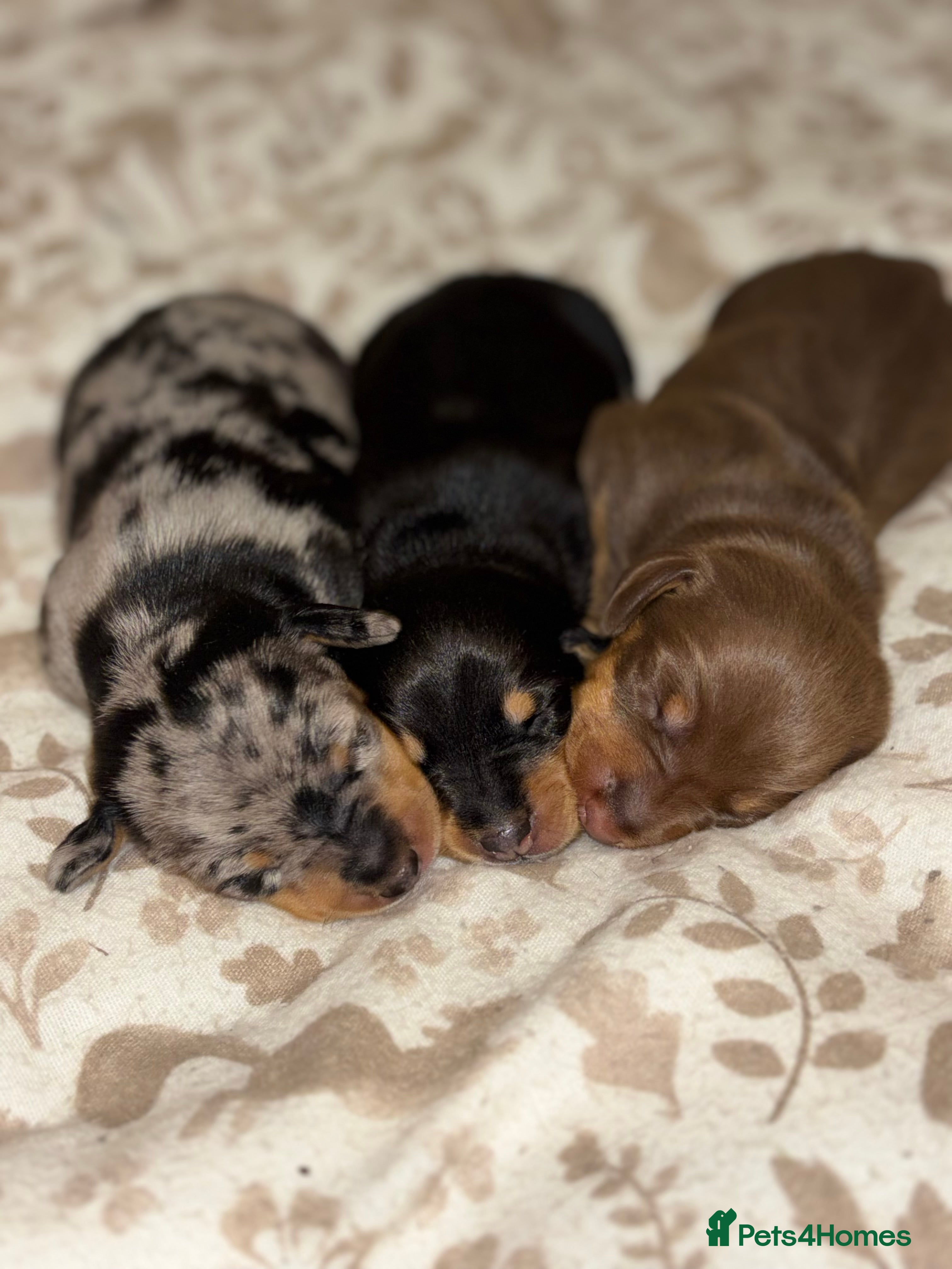 Dachshund dogs 🎅beautiful dachshund puppies🎅 - Advert 10