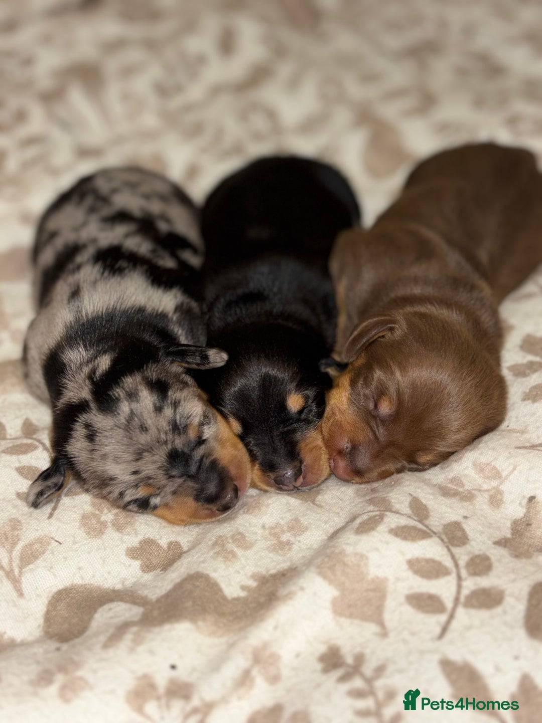 Dachshund dogs for sale: 🎅beautiful dachshund puppies🎅 - Advert 1