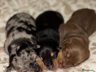 Dachshund dogs 🎅beautiful dachshund puppies🎅 - Advert 2