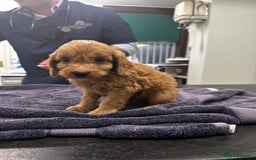 Cockapoo dogs for sale: F1 cockapoo puppies ♥️💙 - Image 15