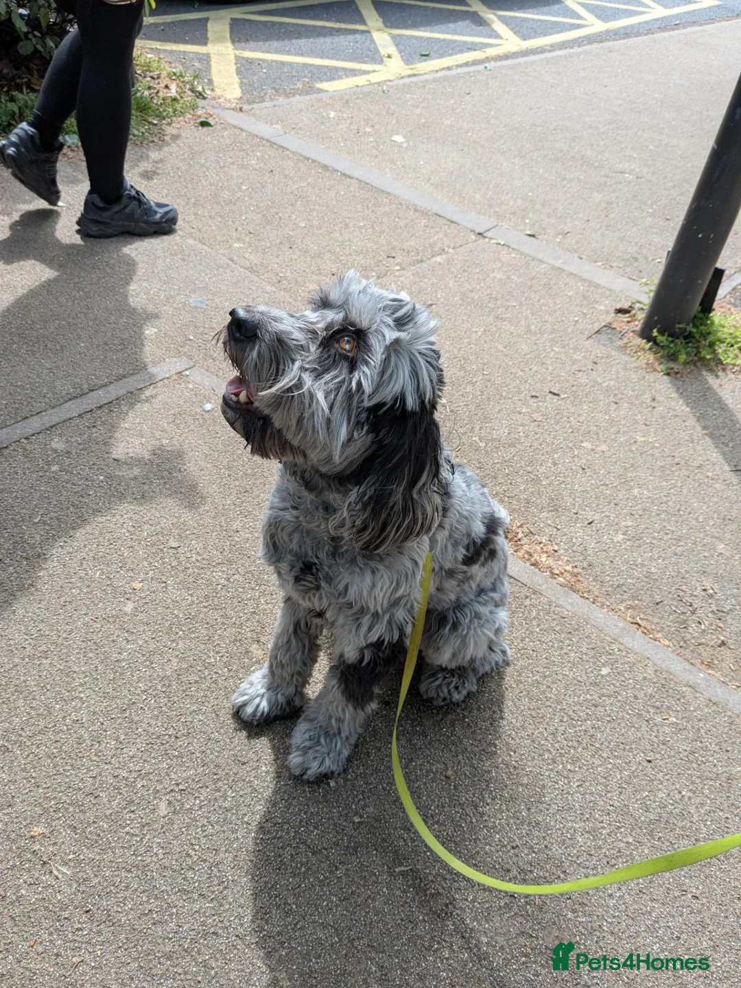 Cockapoo dogs for sale: Merlin in Hinckley - Advert 2