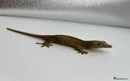Gecko reptiles for sale: High red gargoyle geckos  - Image 7