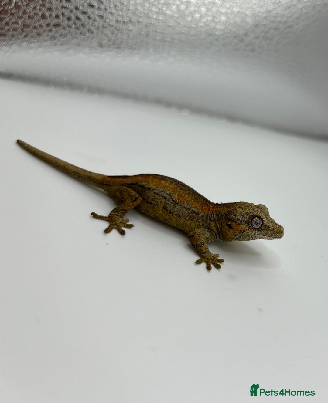 Gecko reptiles for sale: High red gargoyle geckos  - Image 7