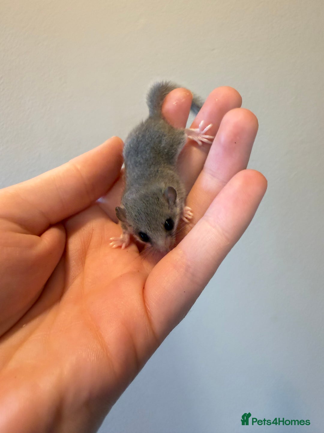 Mouse rodents for sale: 4x female African Pygmg dormice  - Advert 4