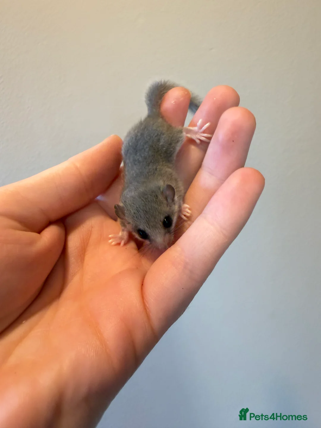 Mouse rodents for sale:  African Pygmg dormice few available.  - Advert 4