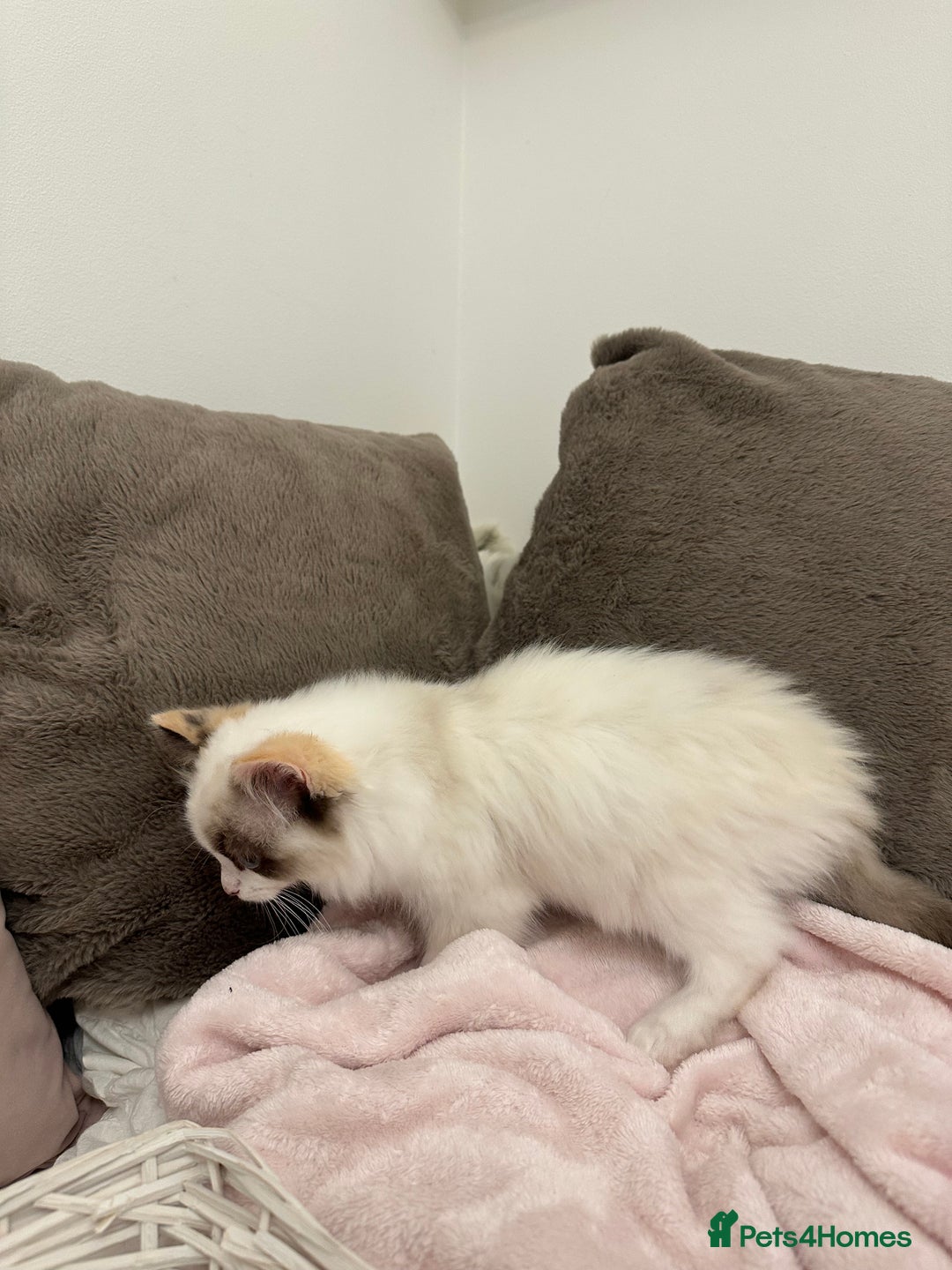 Ragdoll cats for sale: Gorgeous full pedigree ragdoll kittens - Advert 10