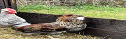 Chickens poultry for sale: Gold duckwing Araucanas blue egg layers - Advert 4