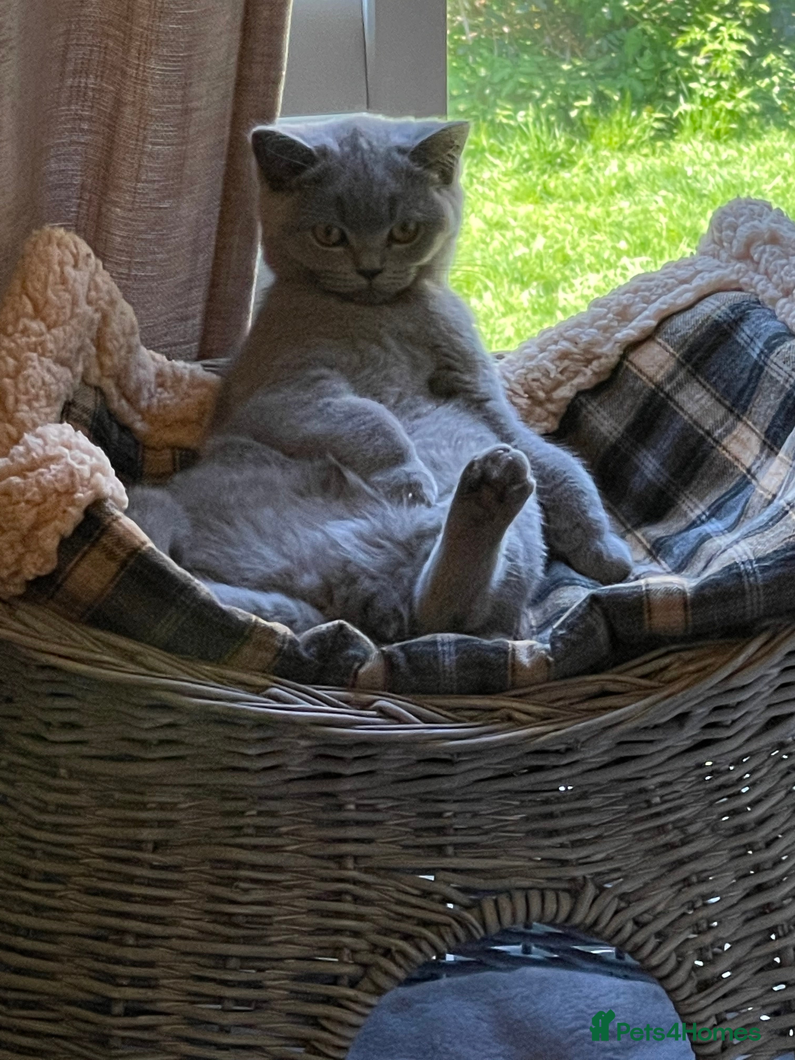 British Shorthair cats Stunning British Shorthair Pedigree Active Male - Advert 3