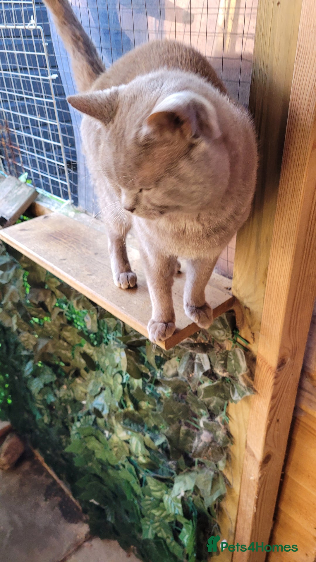 British Shorthair cats for stud: Blue for stud duties - Advert 4