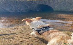 Mixed Breed dogs for sale: Wonderful JRT x looking for a caring new owner - Image 4