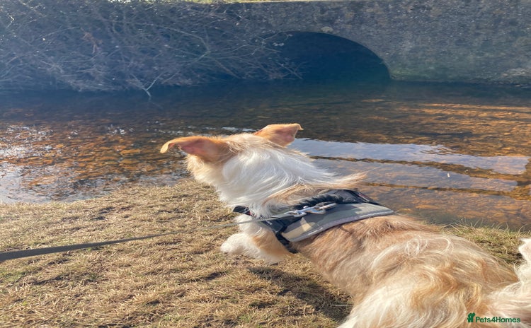 Mixed Breed dogs - Advert 9