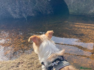 Mixed Breed dogs - Advert 33