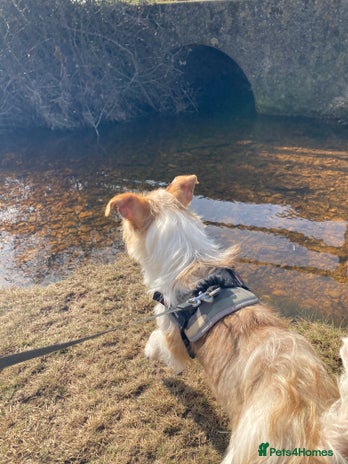 Mixed Breed dogs - Advert 2