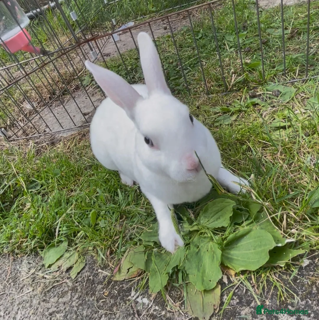 Rex rabbits for sale: Pure bred mini Rex 🐰  - Advert 1