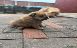 Chow Chow dogs for sale: chow chow puppies  - Image 21