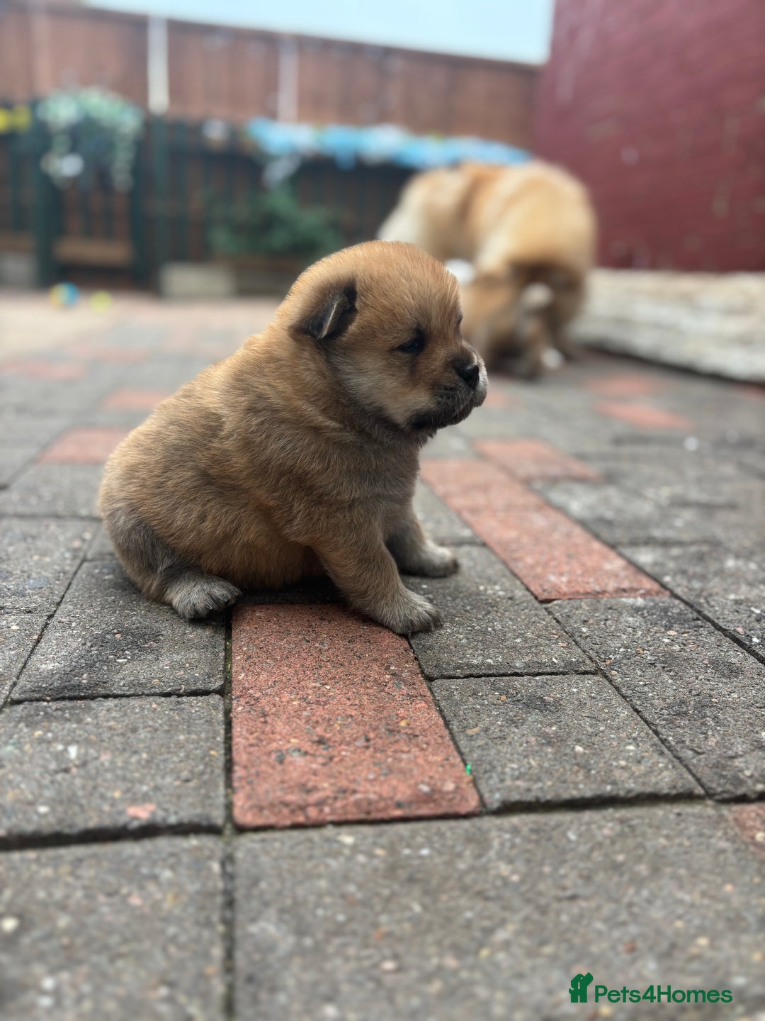 Chow Chow dogs for sale: chow chow puppies  - Image 21