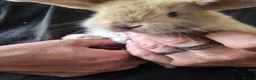 Mini Lop rabbits for sale: Mini lop baby rabbits  in Grimsby - Advert 8