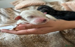 Cockapoo dogs for sale: F1b cockerpoo puppies - Image 11