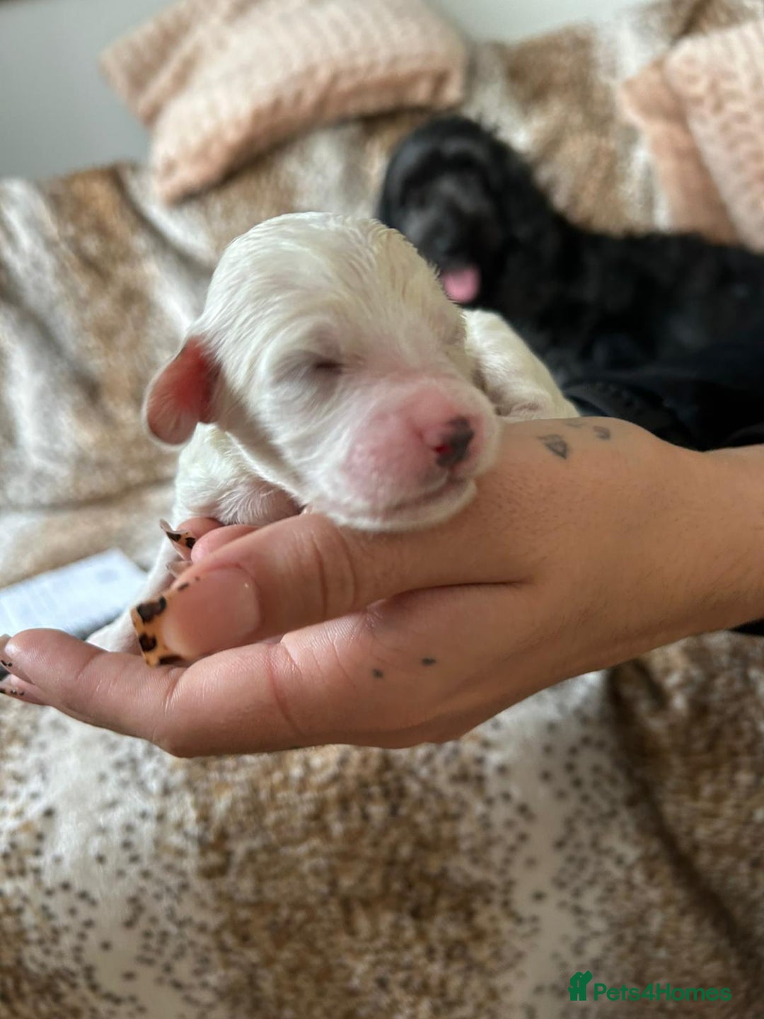 Cockapoo dogs for sale: F1b cockerpoo puppies - Image 11