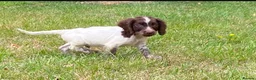 Cocker Spaniel dogs for sale: Cocker spaniel puppies - Advert 8