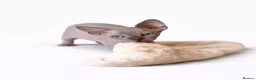 Sphynx cats for sale: Exceptional Sphynx Kittens - Advert 3