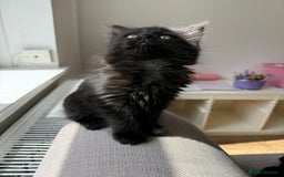 Persian cats for sale: Persian / British shorthair mix 🩷8 weeks old 🩷 - Image 3