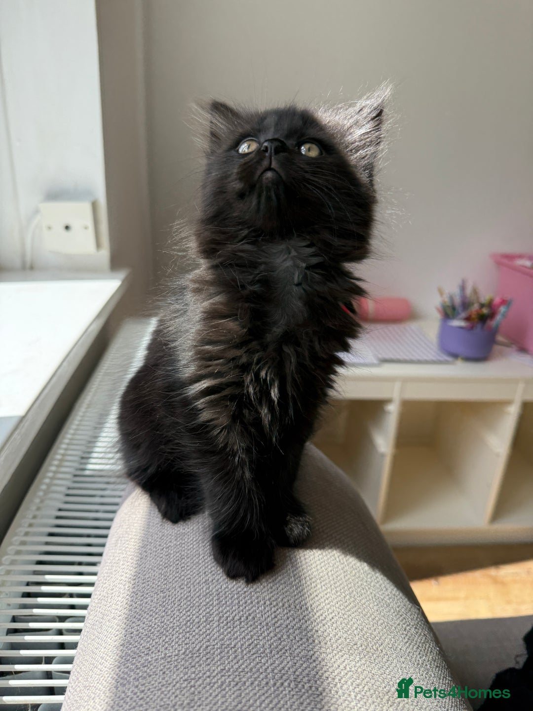 Persian cats for sale: Persian / British shorthair mix 🩷8 weeks old 🩷 - Image 3