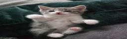 Ragdoll cats for sale: Cross ragdols - Advert 7