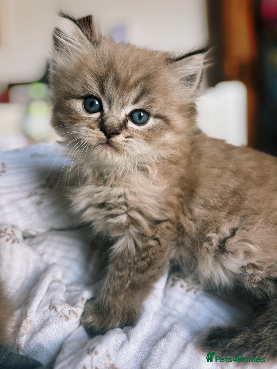 Perdoll cats for sale: Luxury Perdoll Kitten READY NOW  - Advert 7