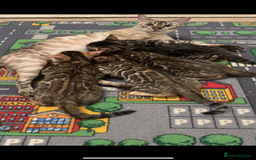 Bengal cats for sale: Pure bred bengal kittens - Image 2