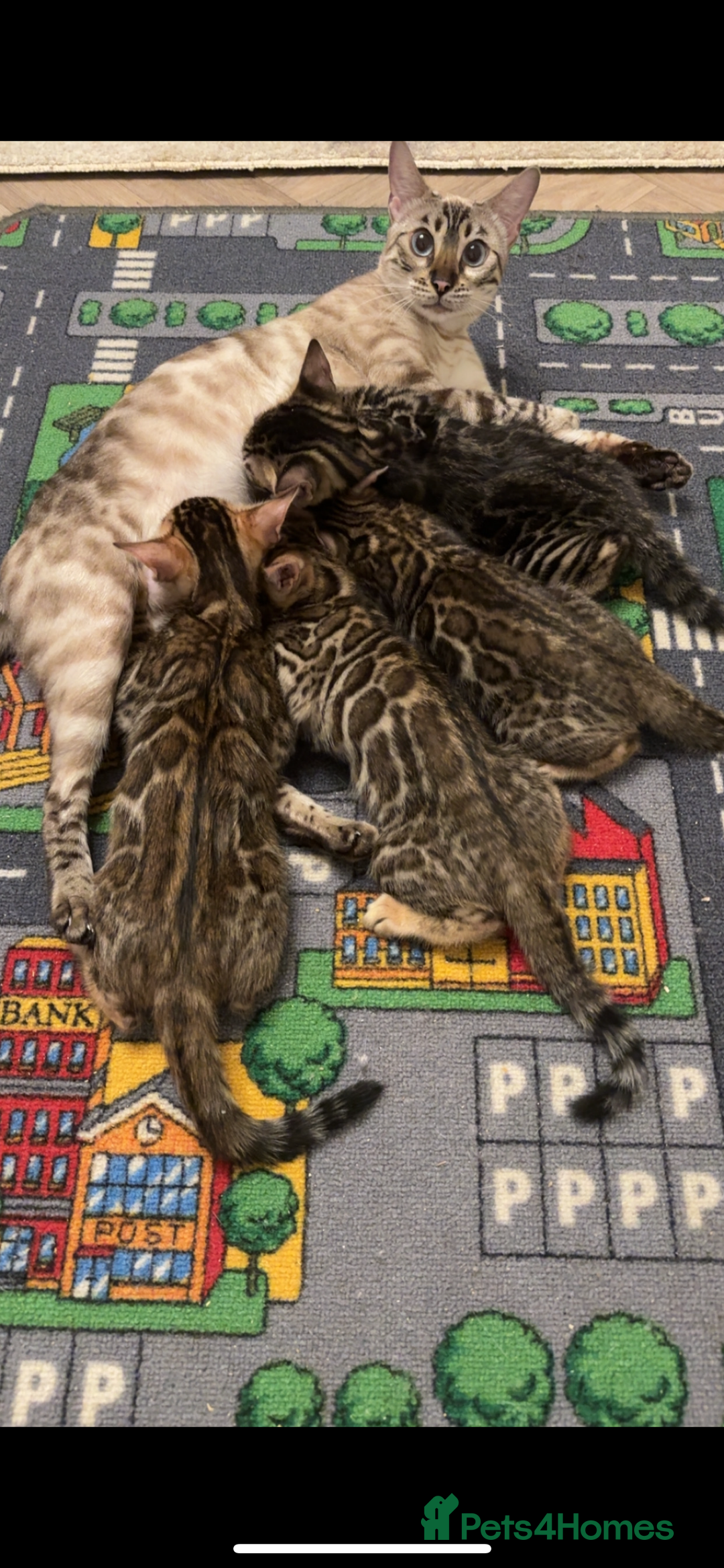 Bengal cats for sale: Pure bred bengal kittens - Image 2