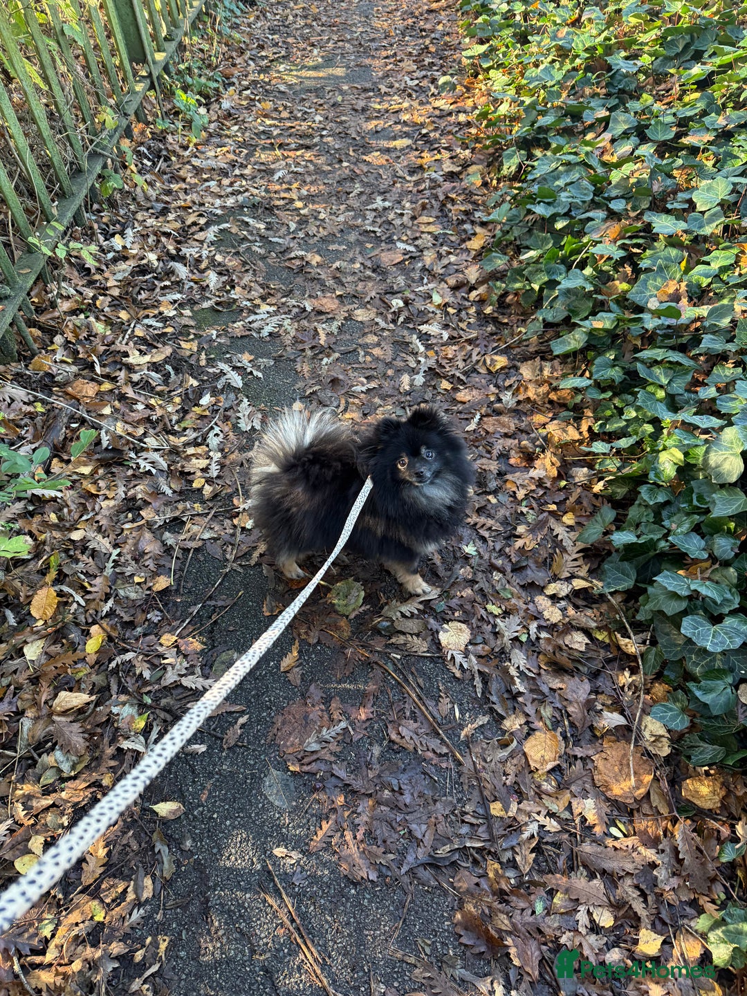 Pomeranian dogs for sale: Roxy the Pomeranian - Advert 4