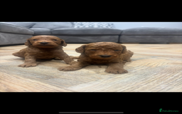 Cockapoo dogs for sale: Beautiful deep red f1b cockapoos  - Image 8